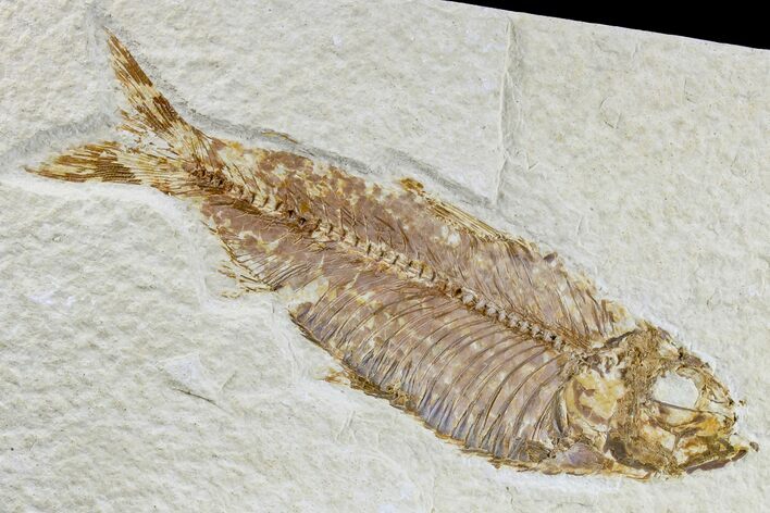 Detailed Fossil Fish (Knightia) - Wyoming #165786
